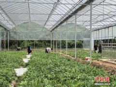 浙江常山“年薪20万元管西